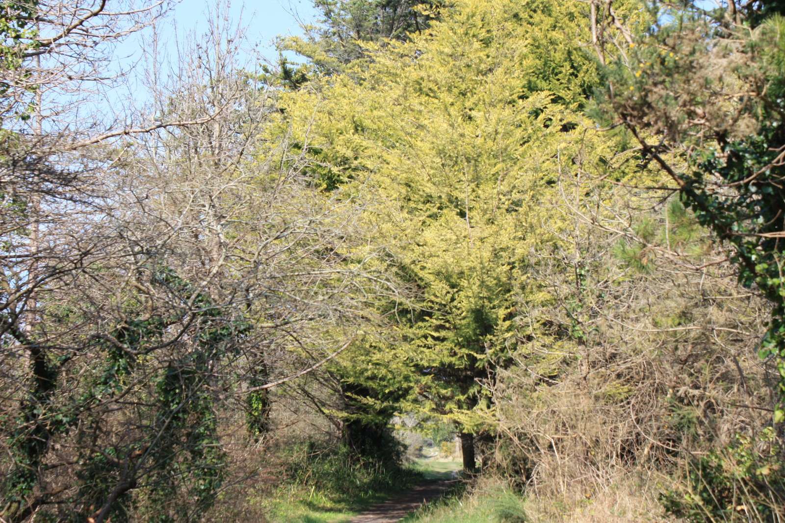 Santec forest