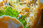 Oceanopolis, marine discovery centre